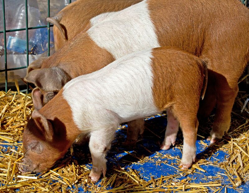 Hogs & Pork - Brown and white piglet